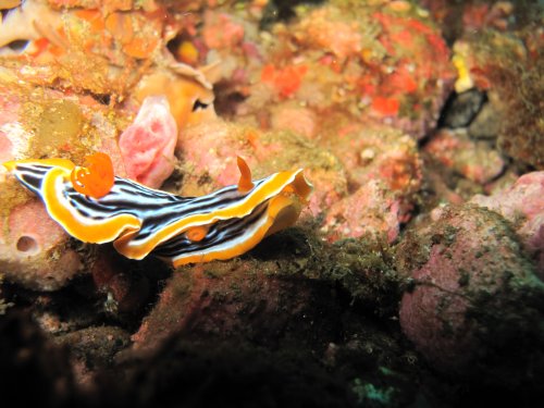 Chromodoris magnifica