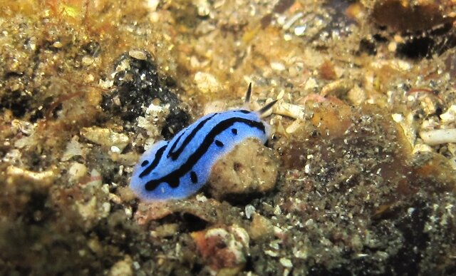 Nudibranche