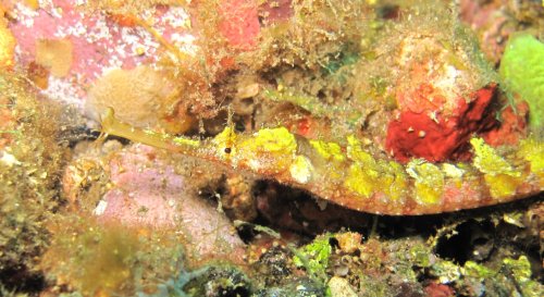 Winged Pipefish