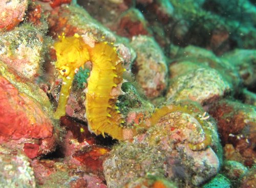 Thorny seahorse