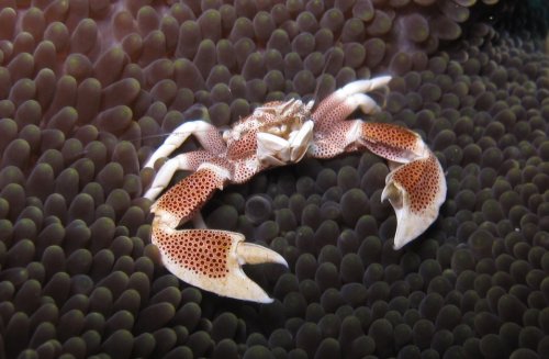 Porcelain crab