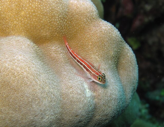 Goby