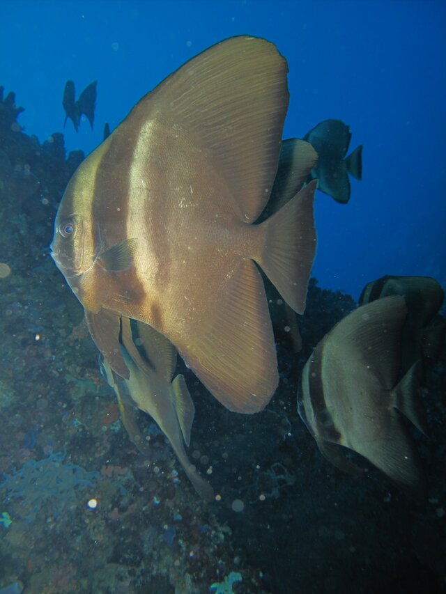 Batfish