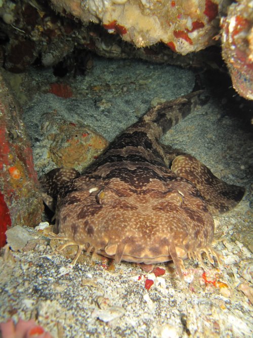 Ornate Wobbegong