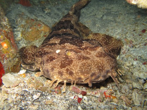 Ornate Wobbegong