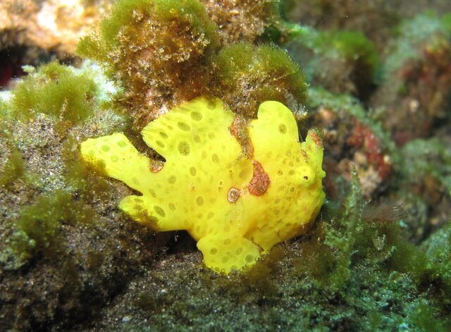 Mini Frogfish