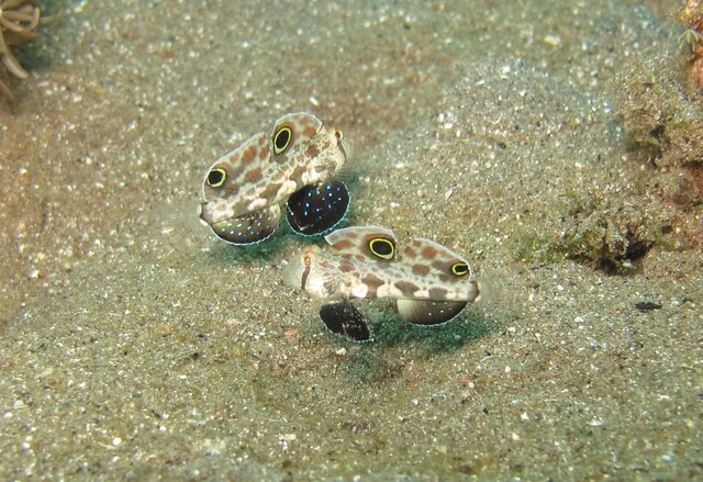 Signigobius biocellatus - Gobie à deux ocelles