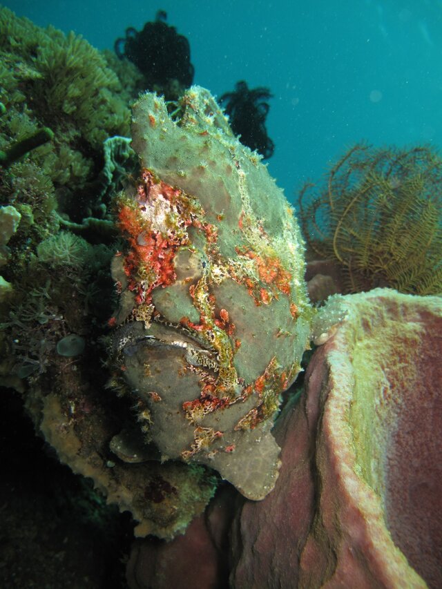 Giant Frogfish