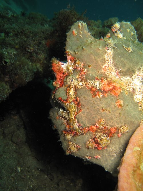 Giant Frogfish