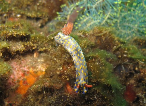 Hypselodoris infucata - Doris peinte