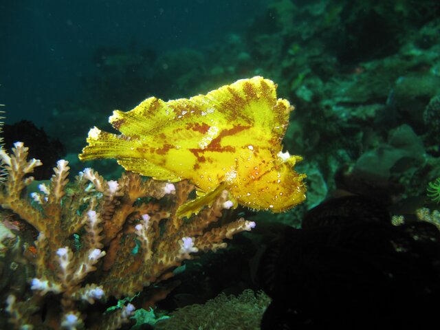 Leaf fish - Poisson feuille