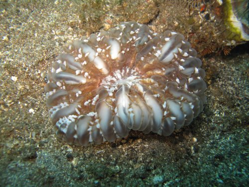 Corail larmes - Cynarina lacrymalis