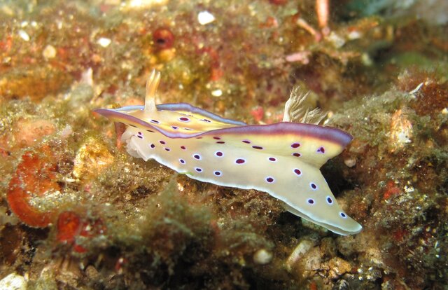 Hypselodoris tryoni - doris de Tryon