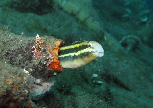 Striped blenny