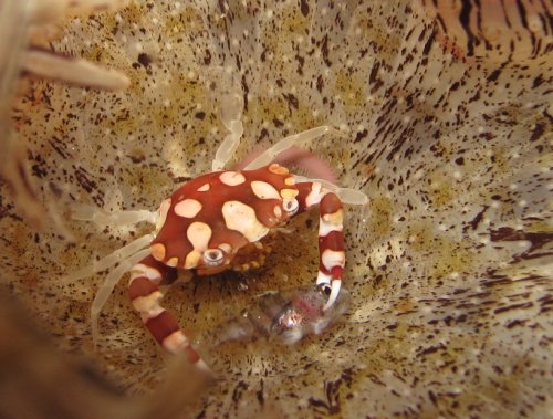 Mini crabe et son poisson