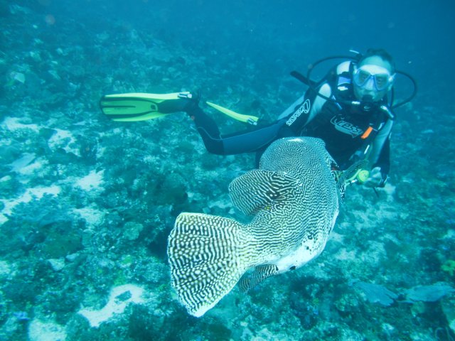 Rencontre avec un puffer