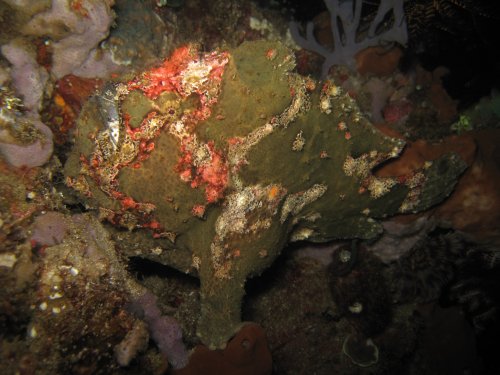 Giant frogfish