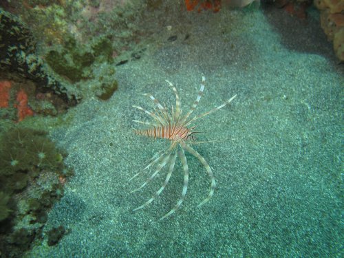 Lionfish