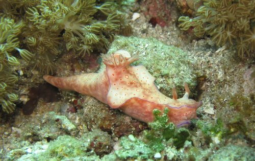 Ceratosoma trilobatum