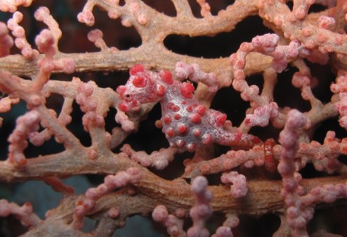 Pygmy seahorse barbiganti