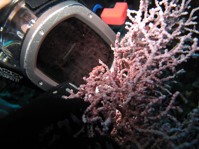 Pygmy seahorse barbiganti