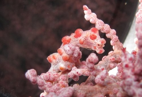 Pygmy seahorse barbiganti