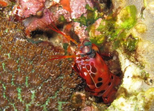 Peacok mantis shrimp