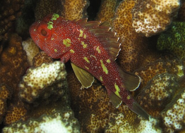 Sebastapistes cyanostigma - rascasse de corail