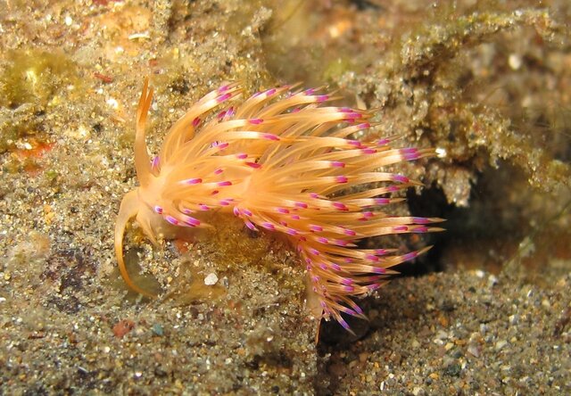 Flabellina cynara