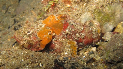 Scorpion fish