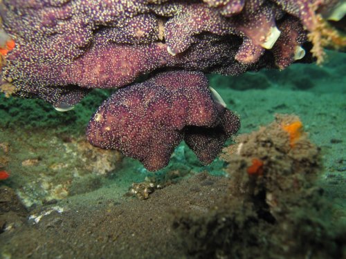 Eponge en forme de poisson