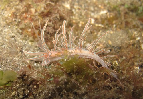 Flabellina Verrucosa?