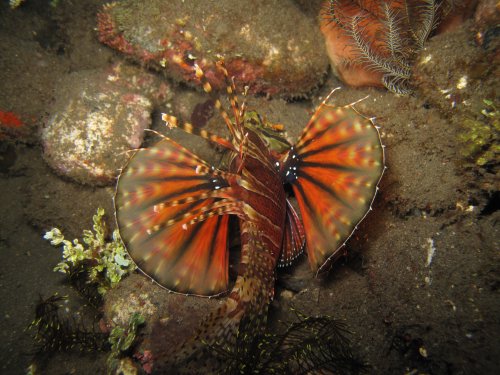 Lionfish