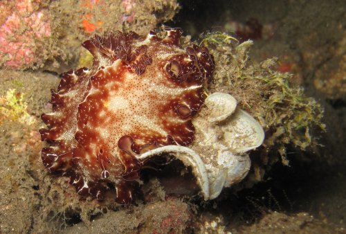 Discodoris boholiensis