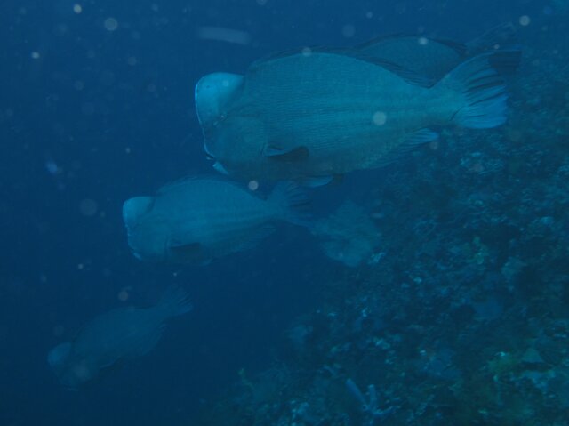 Bumphead Parrotfish