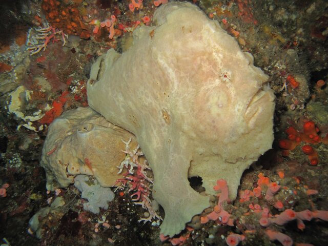 Frogfish