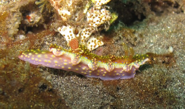 Ceratosoma sinuatum, magnifica?