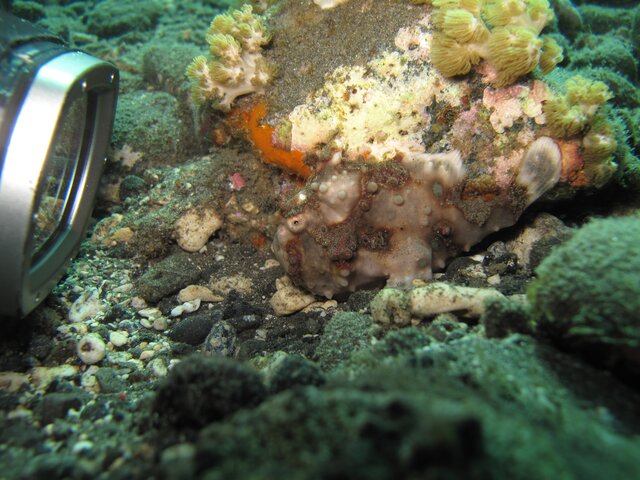 Mini Frogfish