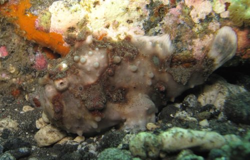 Mini Frogfish