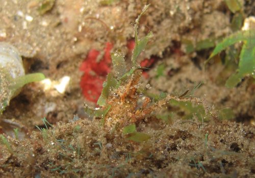 Halimeda crab