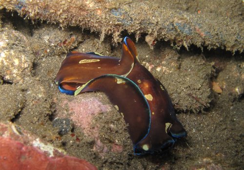 Philinopsis cyanea - philinopsis à lignes bleues