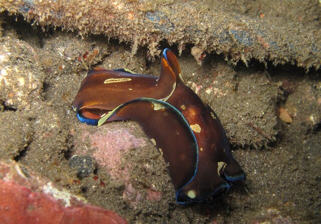 Philinopsis cyanea - philinopsis à lignes bleues