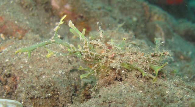 Halimeda crab