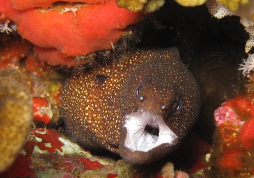 Murène à bouche blanche