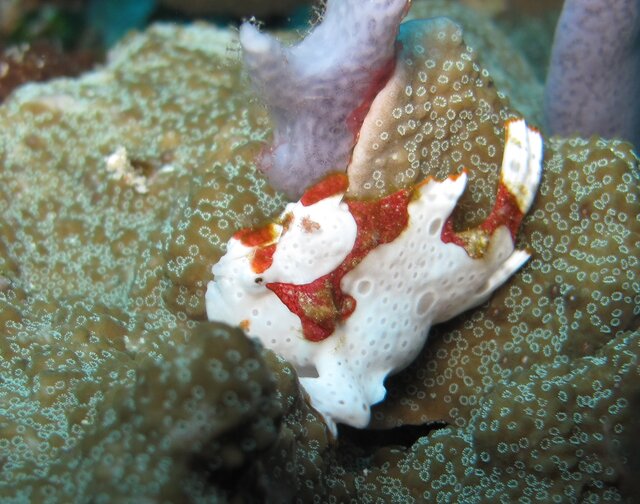 Warty Frogfish