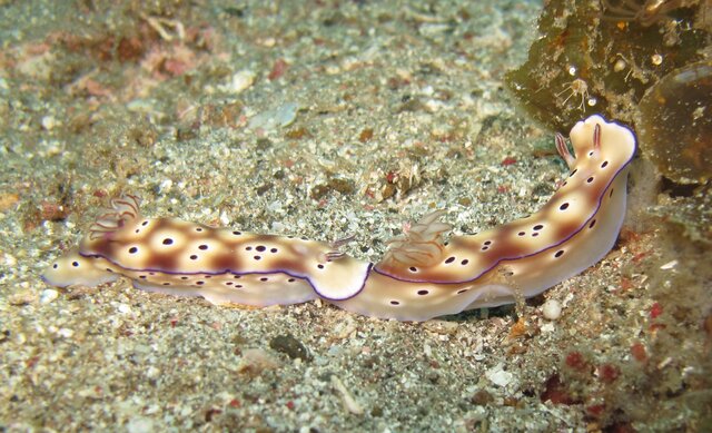 Hypselodoris tryoni