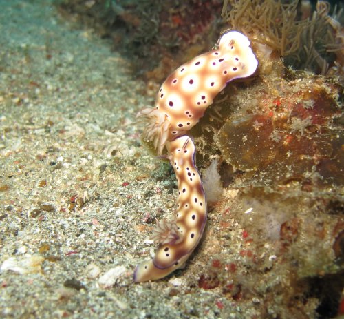 Hypselodoris tryoni