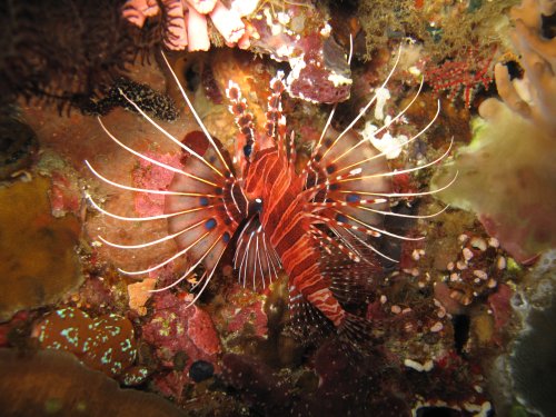 Pterois antennata