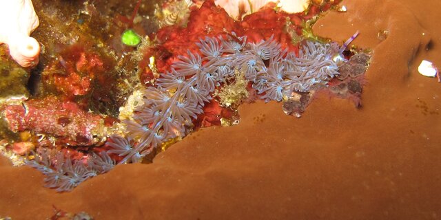 Pteraeolidia ianthina