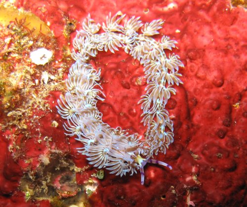 Pteraeolidia ianthina